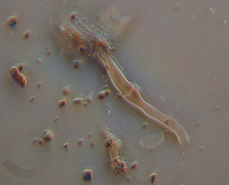 Due croste forse una su abete-foto0555(Hyphoderma setigerum)